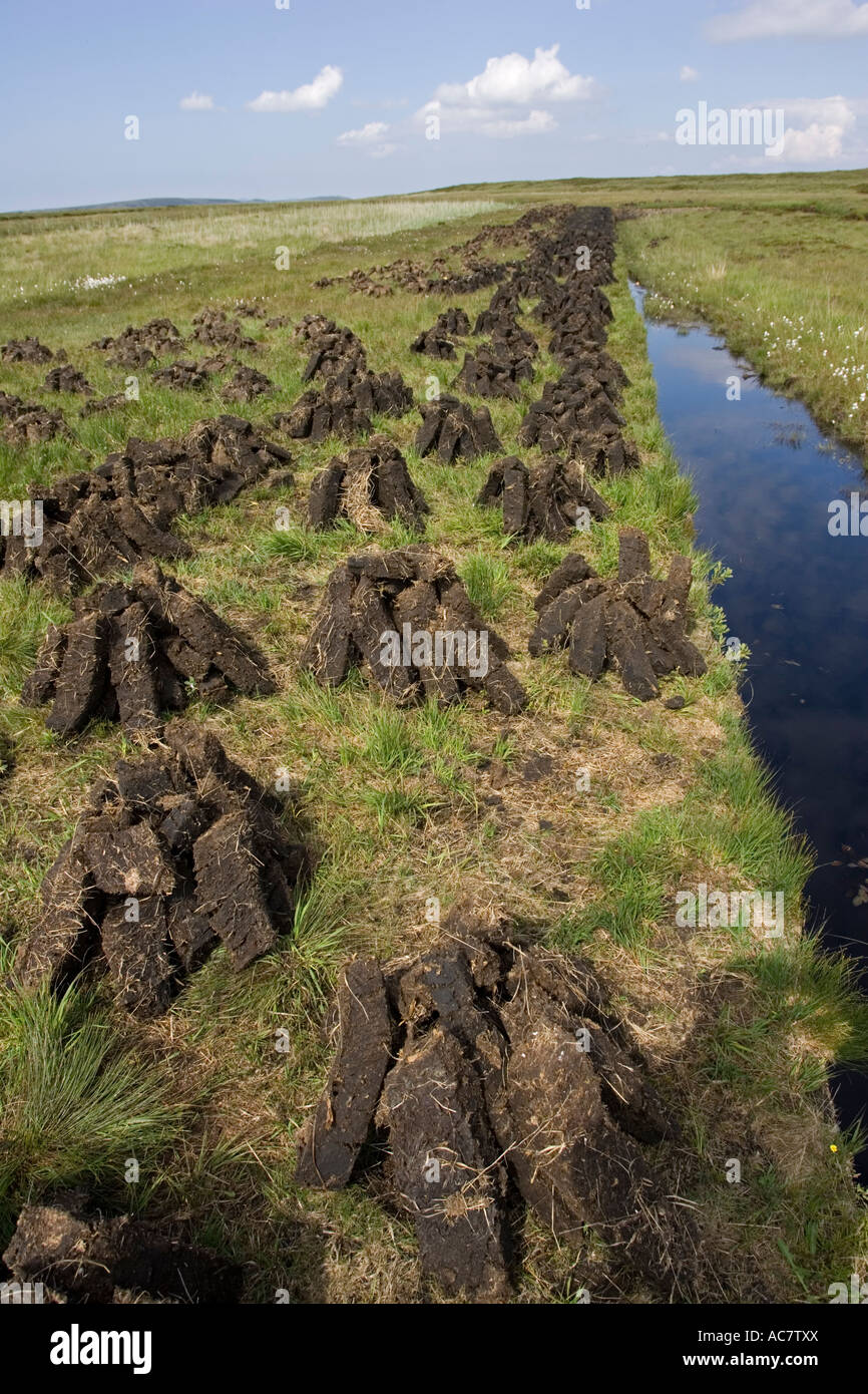 Recently dug peat blocks drying Isle of Islay Scotland UK Stock Photo Alamy