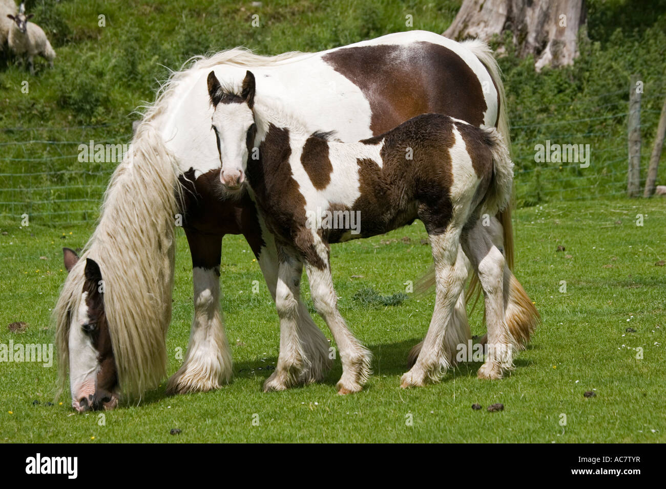 Brown and white skewbald horse grazing with young foal North Yorkshire Moors UK Stock Photo