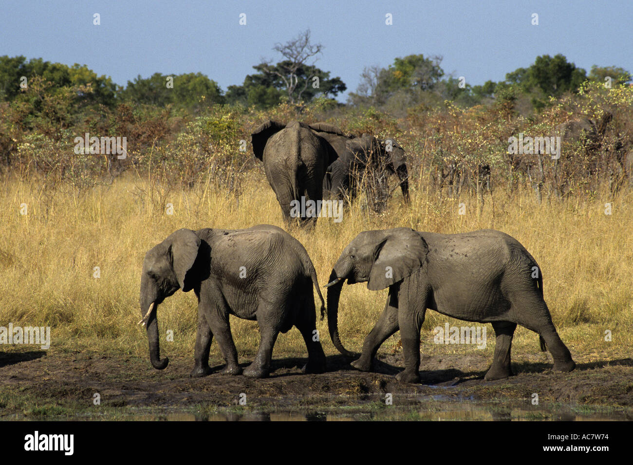Zimbabwe Hwange National Park African Elephants Stock Photo Alamy