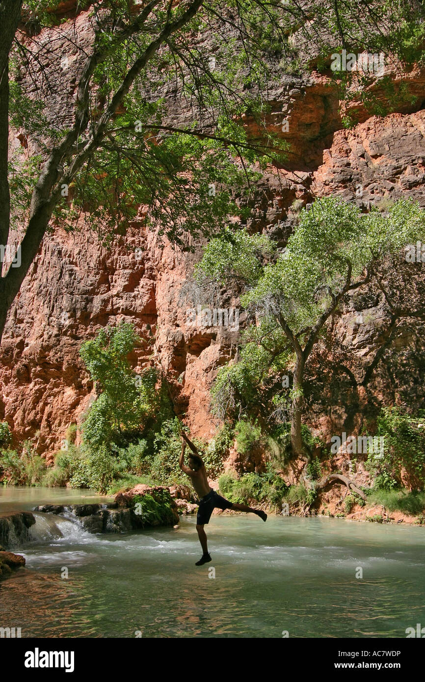 Rope swing in lower Havasupai Canyon Stock Photo Alamy