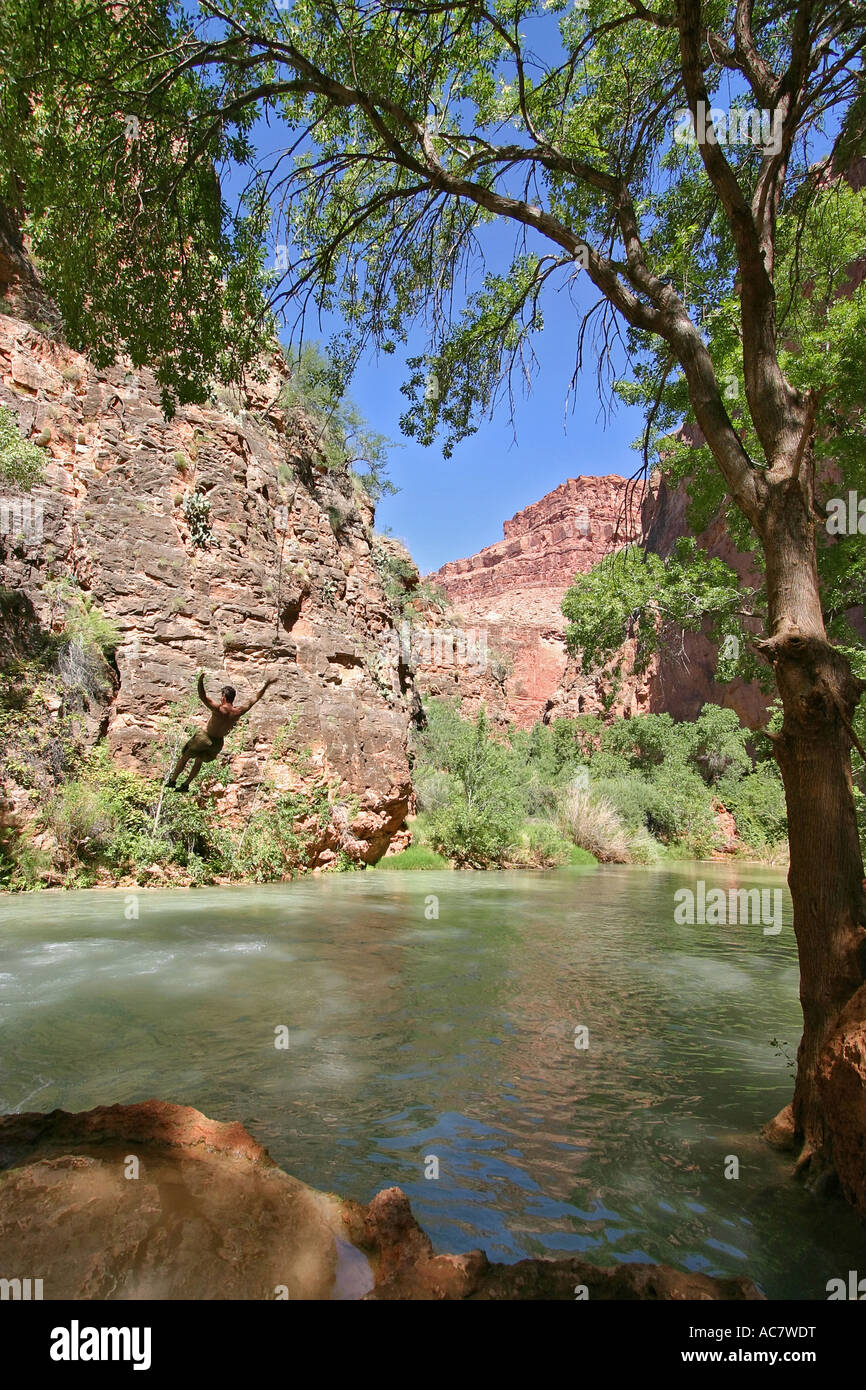 Rope swing in lower Havasupai Canyon Stock Photo Alamy