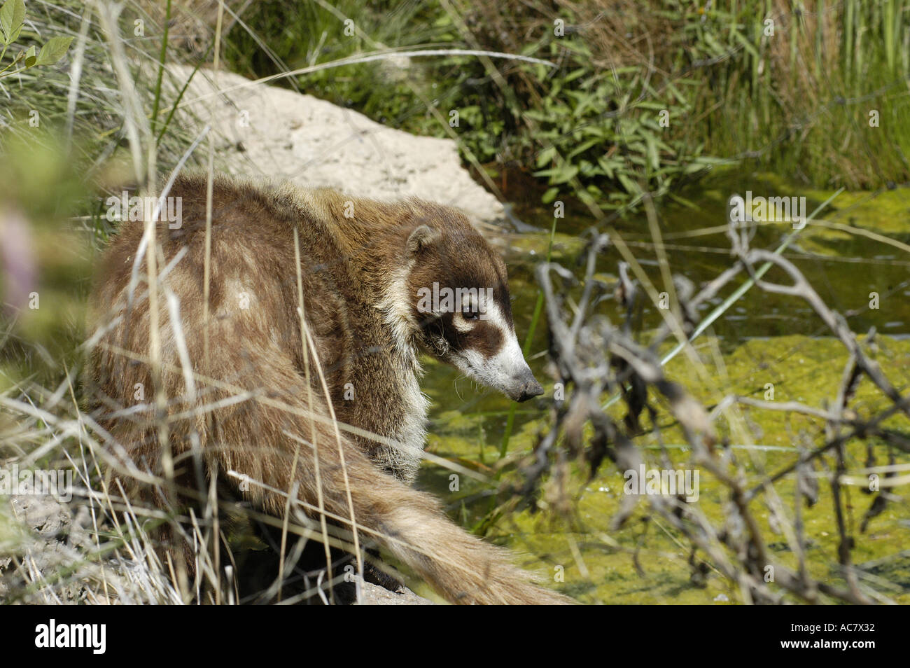 Coati Saguaro National Park Sonoran Uplands Desert Scrub Habitat