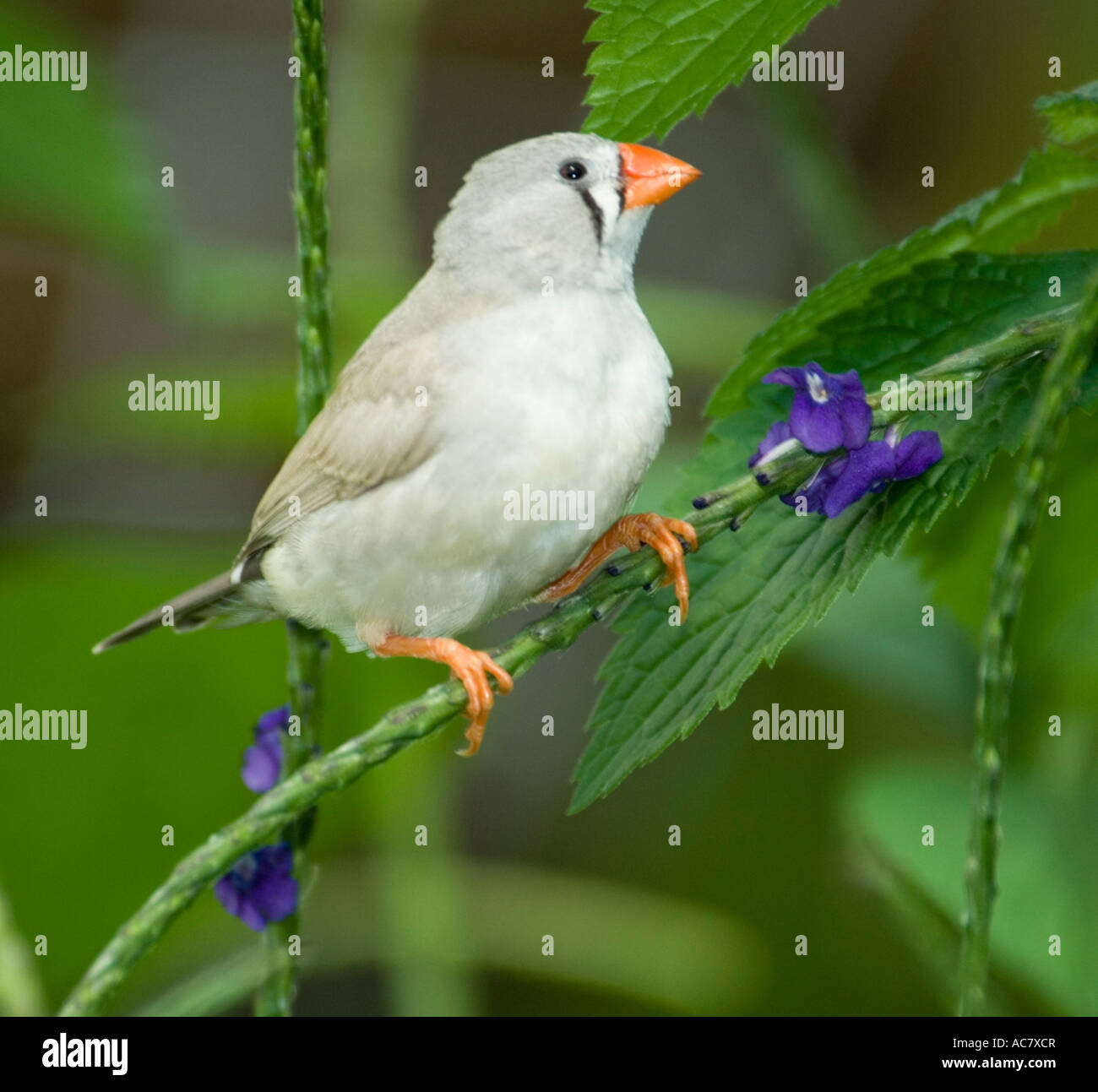 Female Zebra Finch (Poephila guttata Stock Photo Alamy