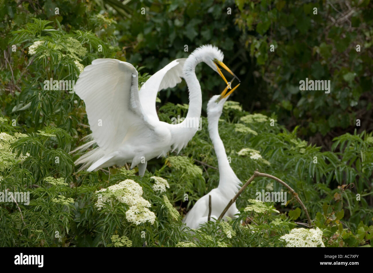 Pair of great Egrets in courtship behaviour Ardea alba Gatorland - Orlando - Florida - USA Stock Photo