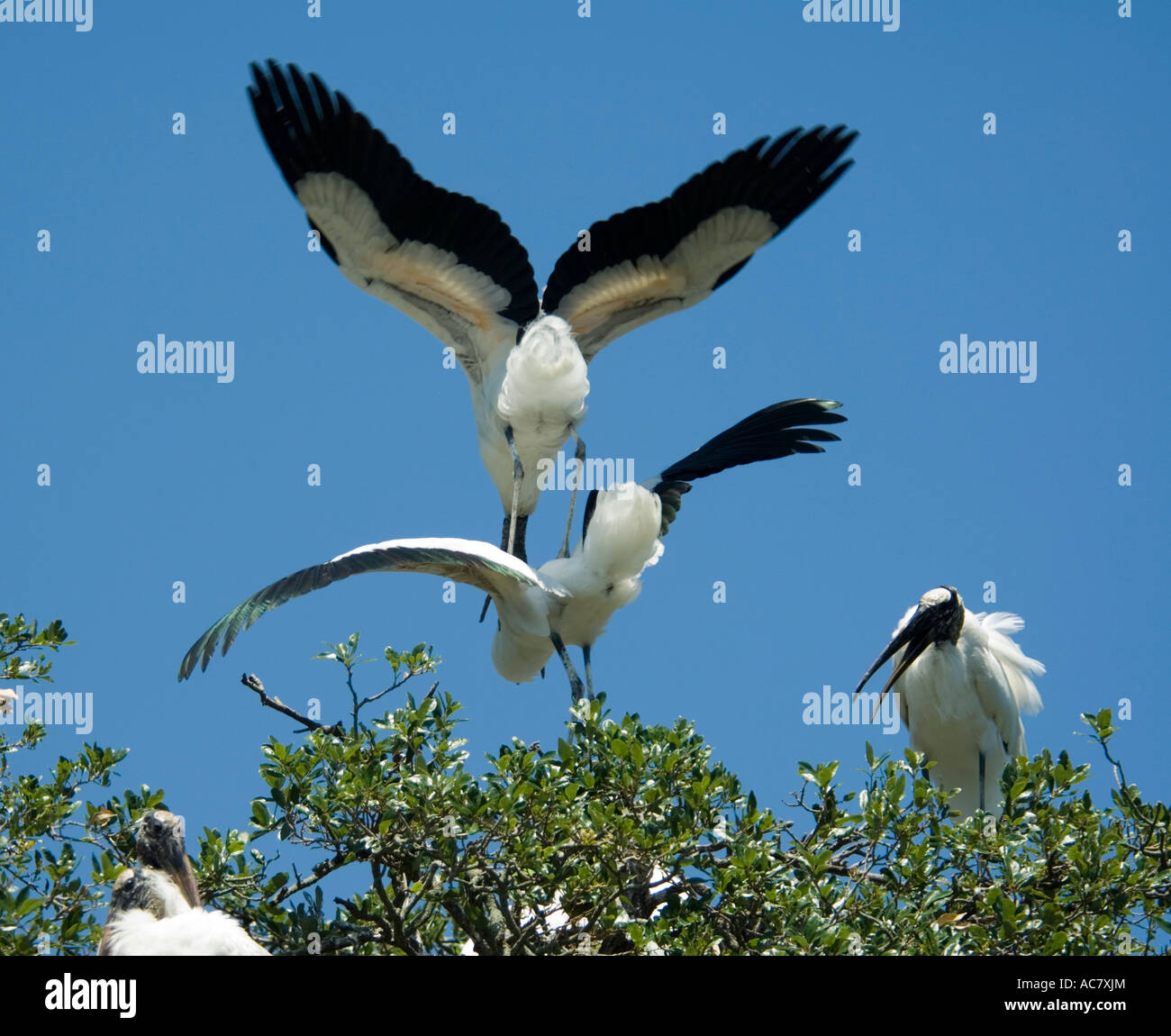 Pair of Wood Storks in courtship behaviour Mycteria St Augustine Alligator Farm - Florida -USA Stock Photo