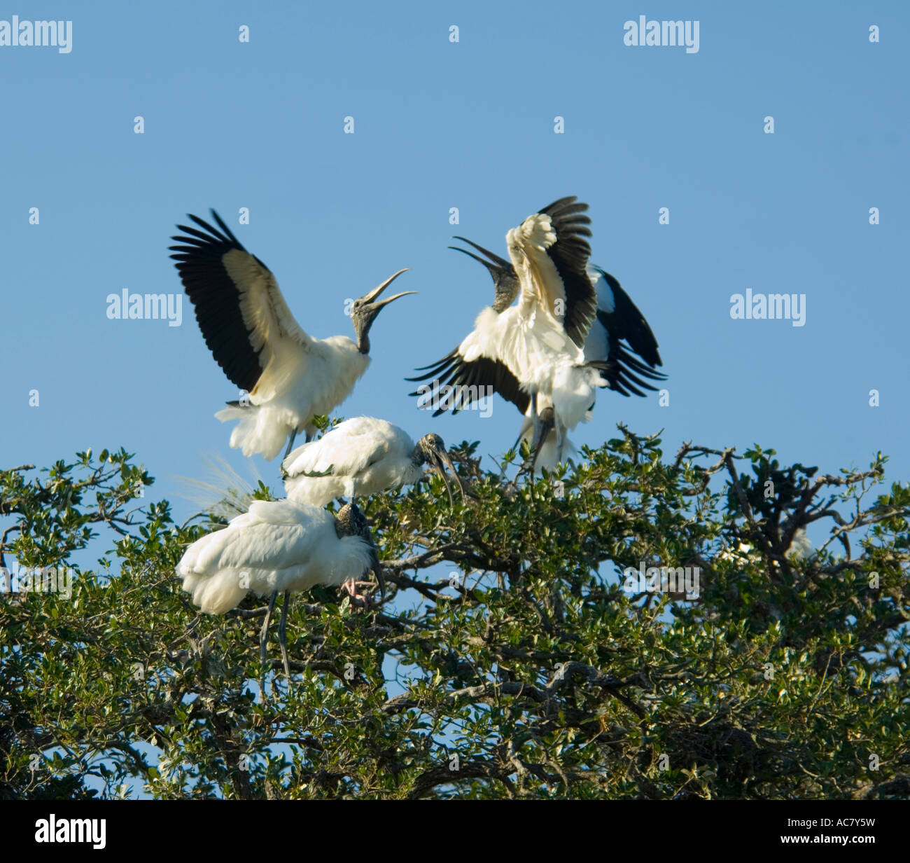 Wood Storks in courtship behaviour St Augustine Alligator Farm - Florida - USA Stock Photo