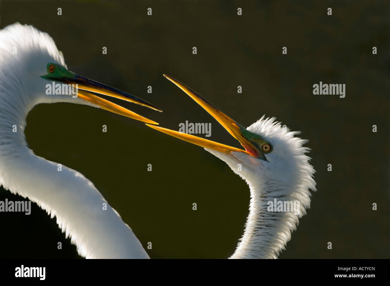 Great Egret in courtship behaviour Ardea alba - St Augustine  - Florida - USA Stock Photo
