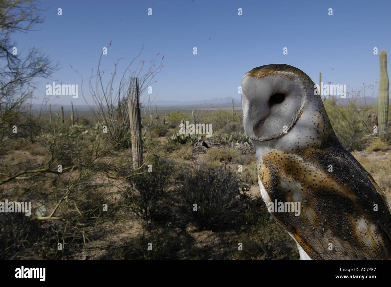 Barn Owl Tyto alba also White Night Owl Sonoran Uplands Desert Scrub