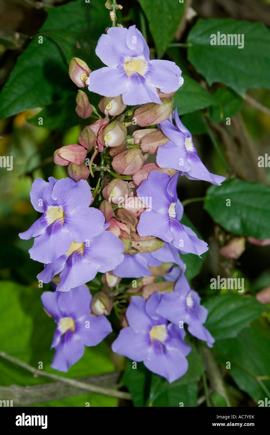 Sky VineThunbergia grandiflora (acanthaceae) Stock Photo