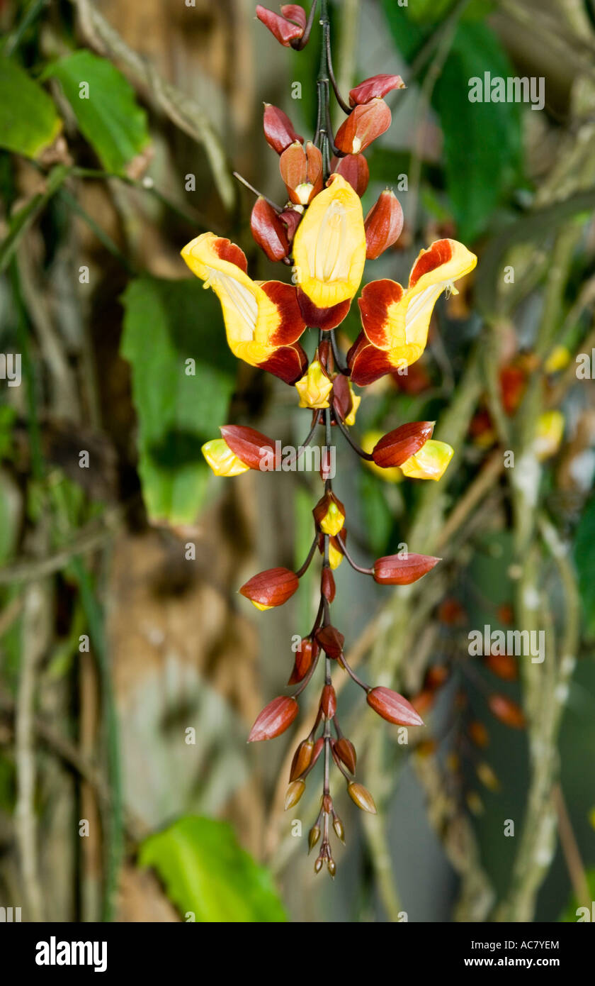Clock Vine Thunbergia mysorensis (acanthaceae) Stock Photo