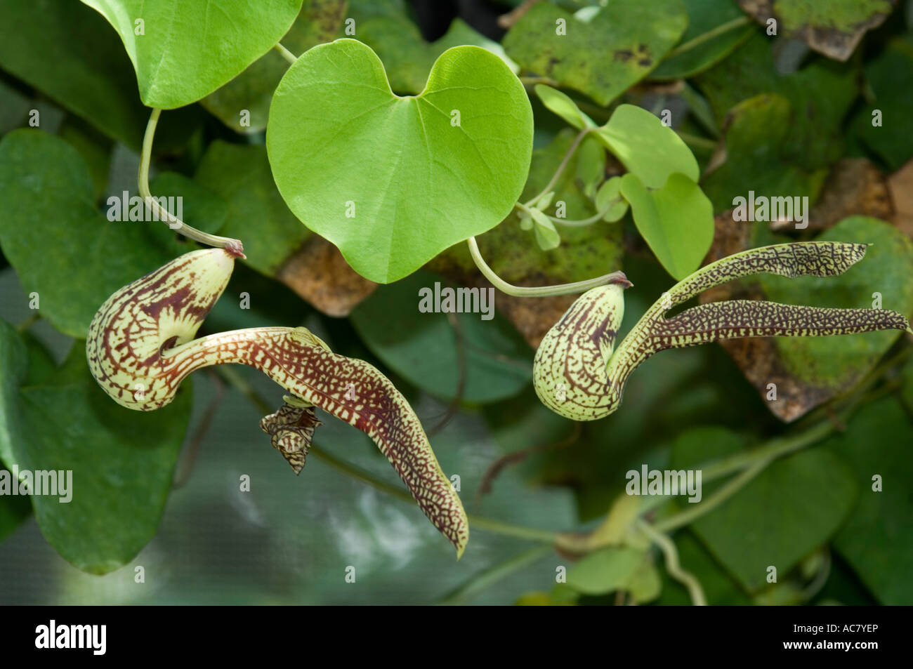Aristolochia species (Aristolochiaceae) Stock Photo