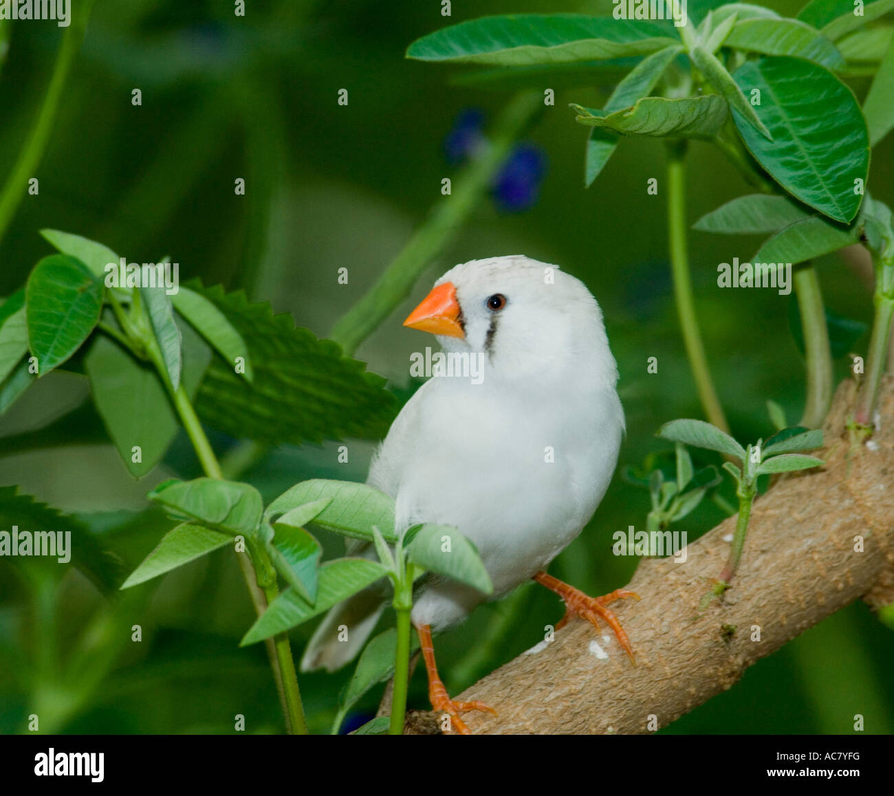 Female Zebra Finch (Poephila guttata Stock Photo Alamy
