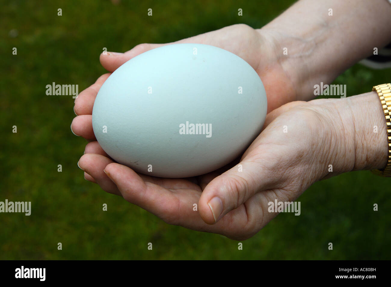 egg of a mute swan / Cygnus olor Stock Photo Alamy