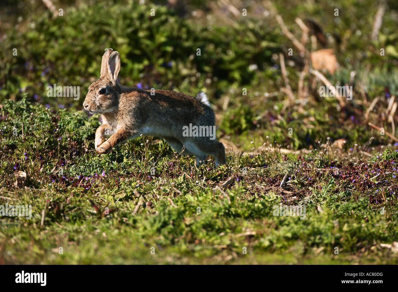 European rabbit - running / Oryctolagus cuniculus Stock Photo