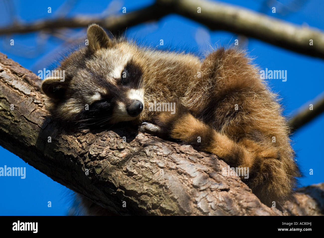 common-raccoon-procyon-lotor-sleeping-on-branch-stock-photo-alamy