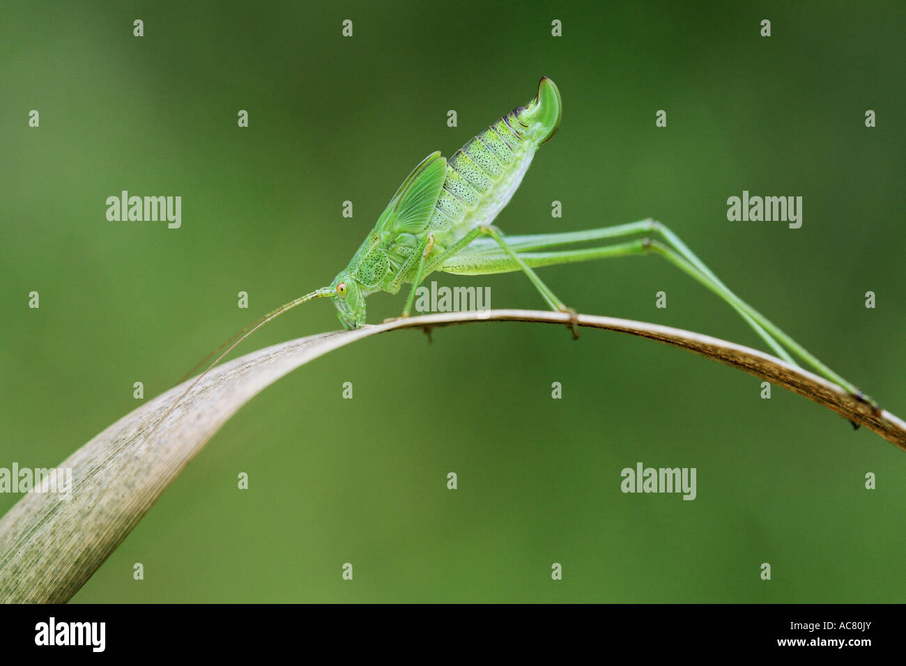 speckled bush cricket / Leptophyes punctatissima Stock Photo