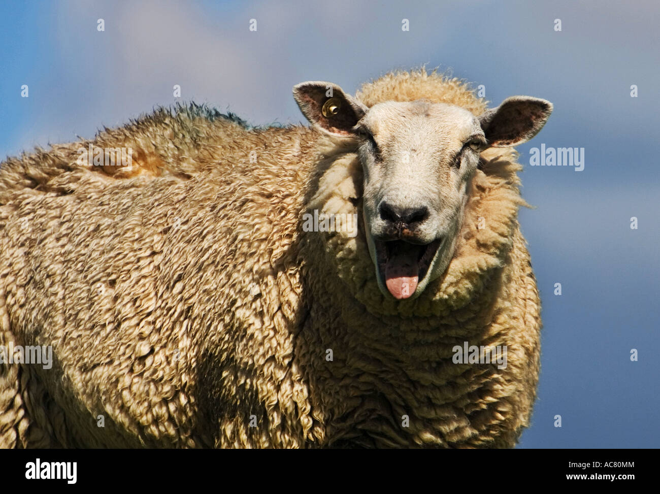 sheep - bleating Stock Photo - Alamy