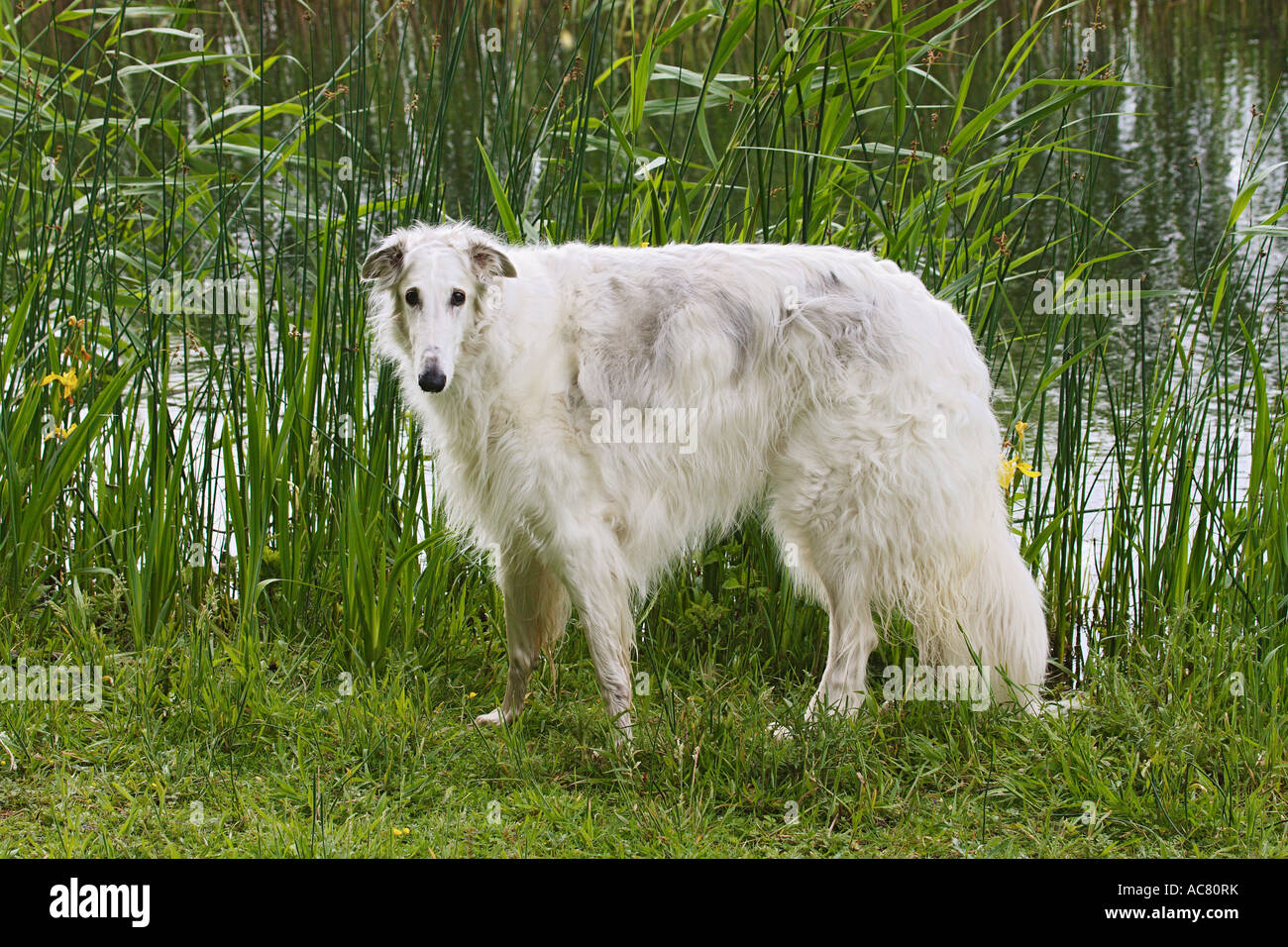 Barzoi - standing on meadow Stock Photo