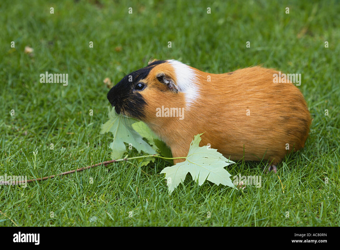 Guinea Pigs Eating Leaf High Resolution Stock Photography and Images Alamy