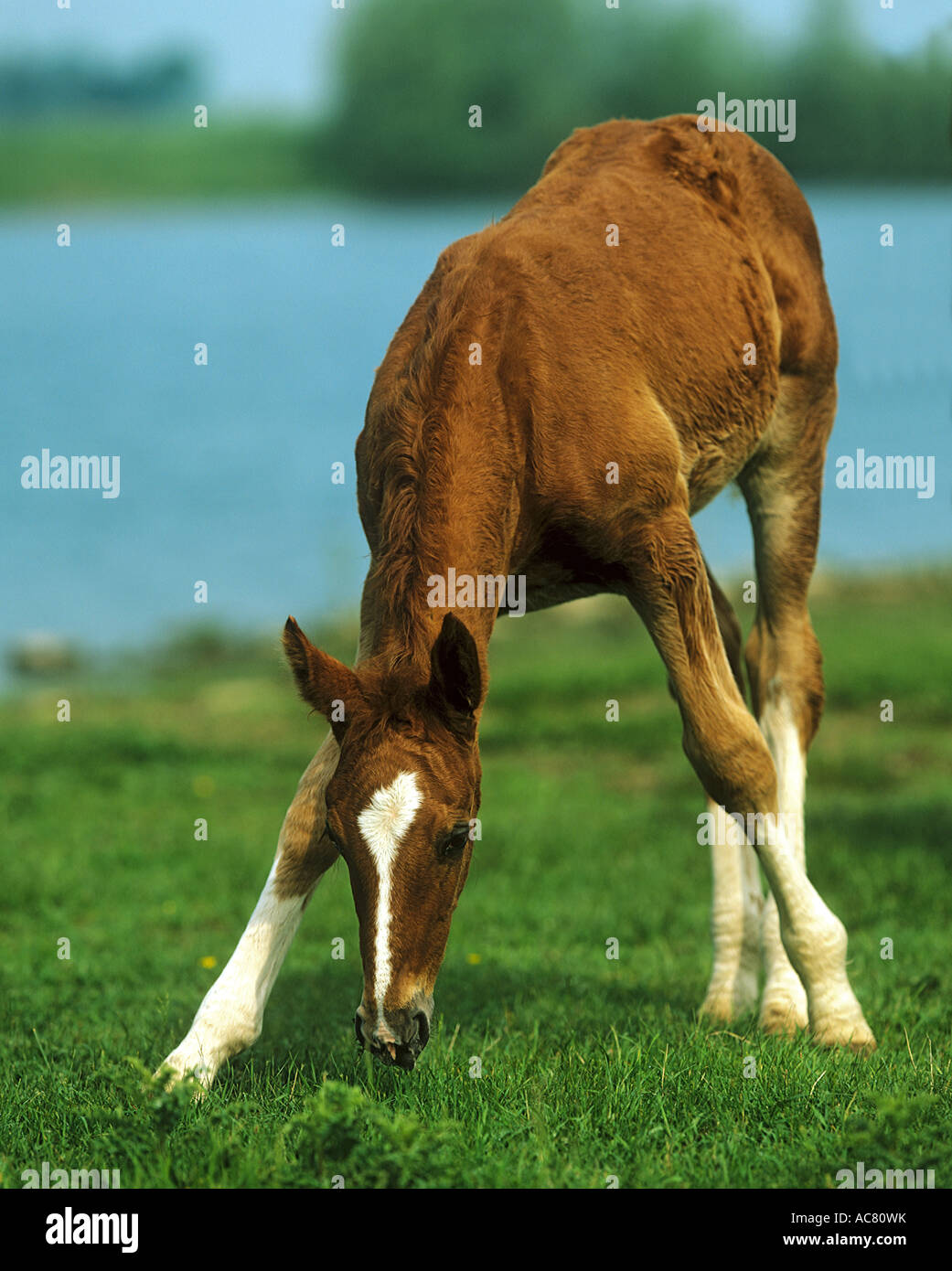 Gelderlander - foal standing on meadow Stock Photo