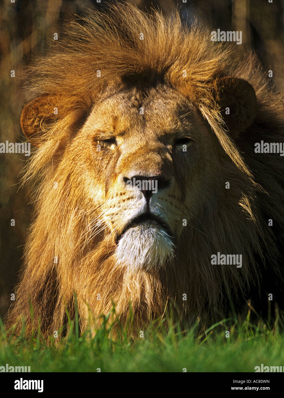 African Lion (Panthera leo), portrait of adult male Stock Photo - Alamy