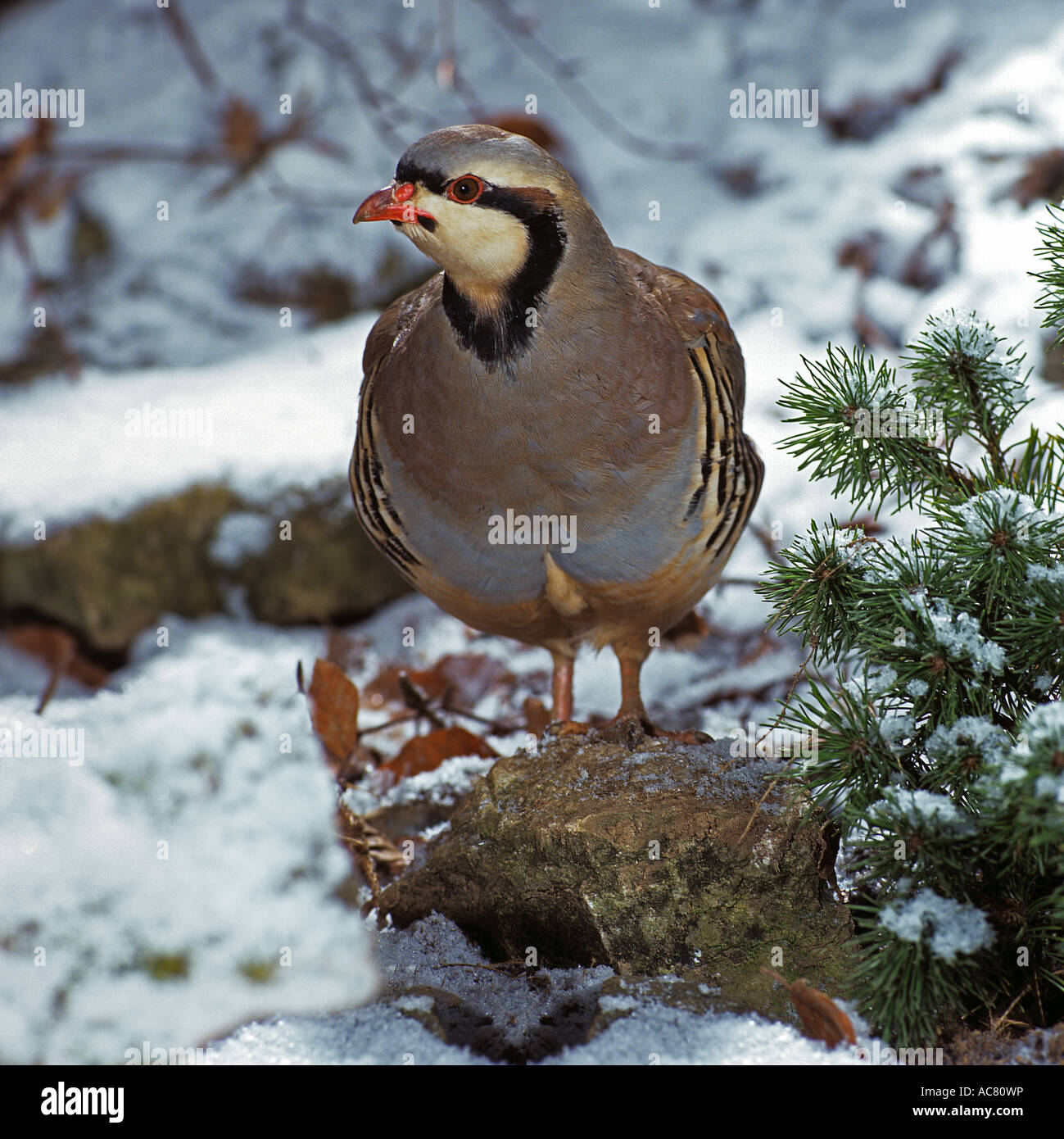 Rock Partridge in snow / Alectoris graeca Stock Photo