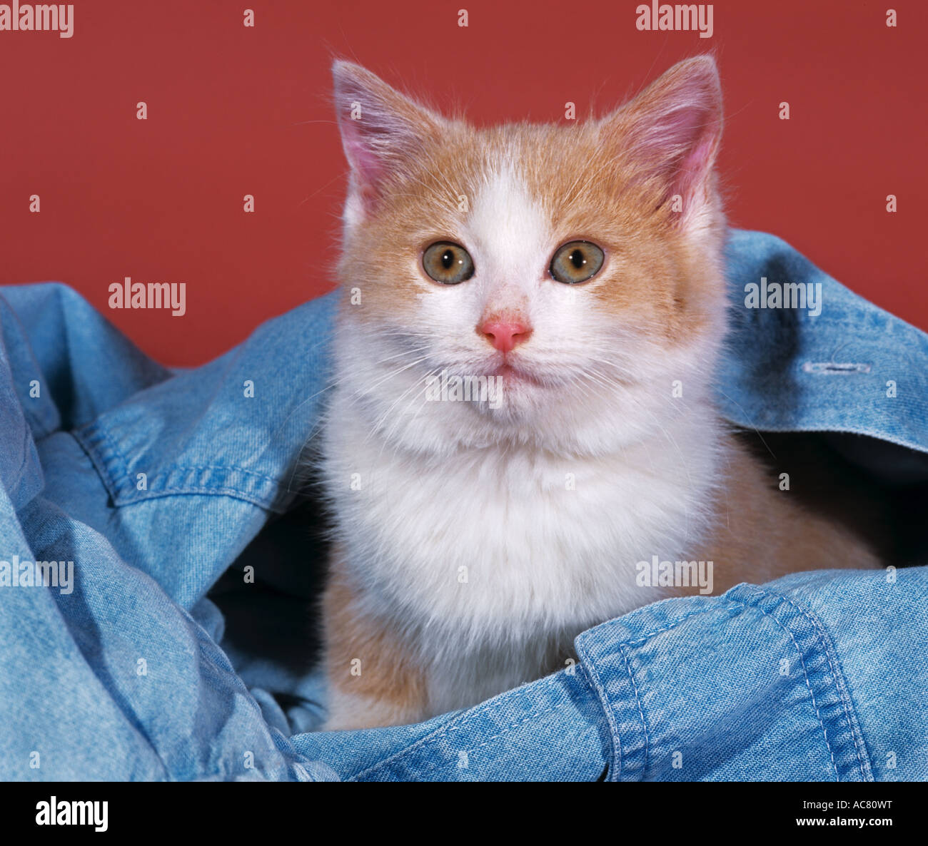 kitten in jeans Stock Photo