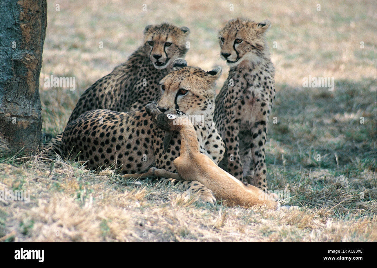 Female cheetah killing a female Thomson s gazelle Masai Mara National Reserve Kenya East Africa Stock Photo