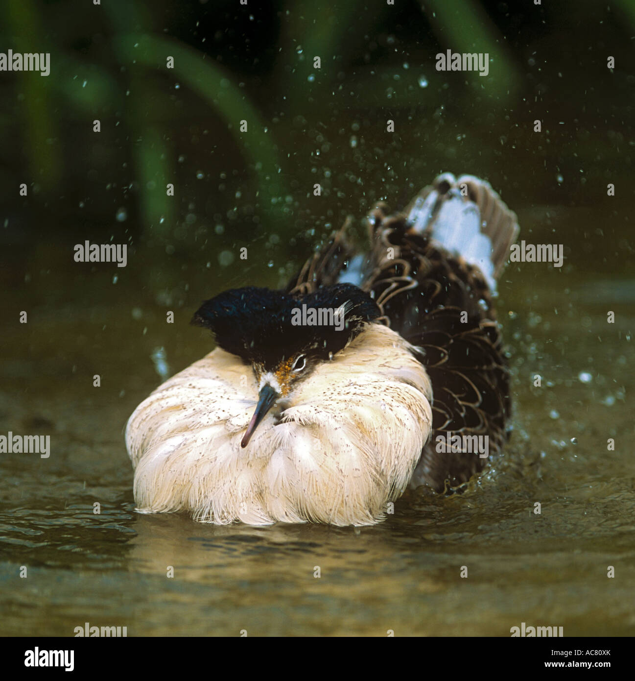 ruff (male) - bathing / Philomahcus pugnax Stock Photo