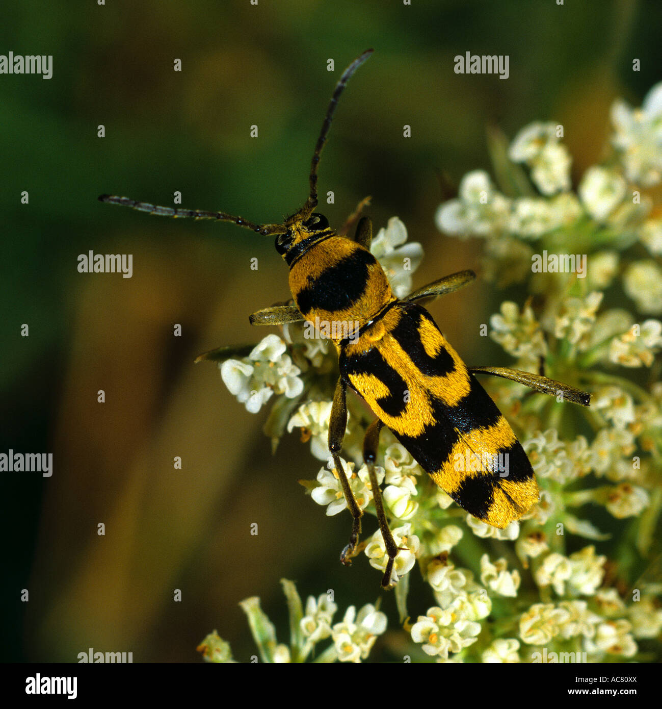 long-horned beetle on blossoms / Strangalia maculata Stock Photo