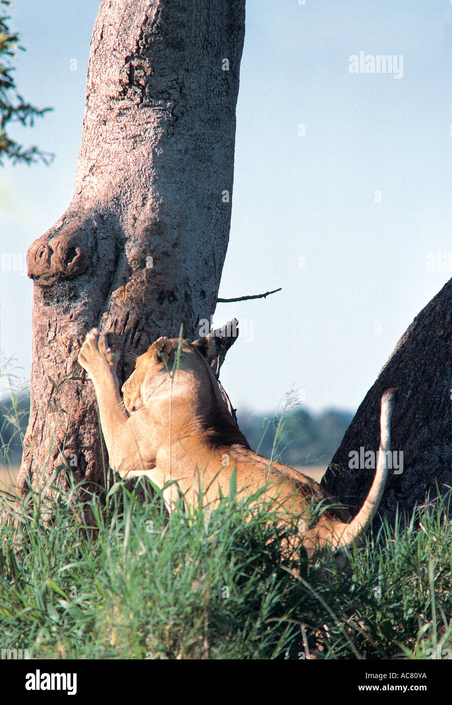 Mature lioness scratching a tree to sharpen her claws Masai Mara National Reserve Kenya East Africa Stock Photo