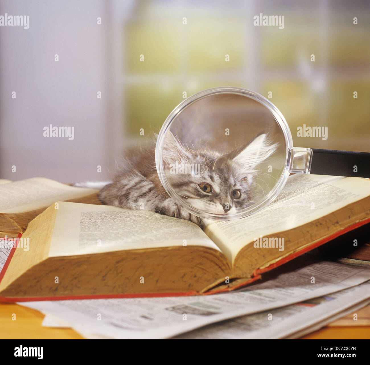 cat with book and magnifying glass Stock Photo