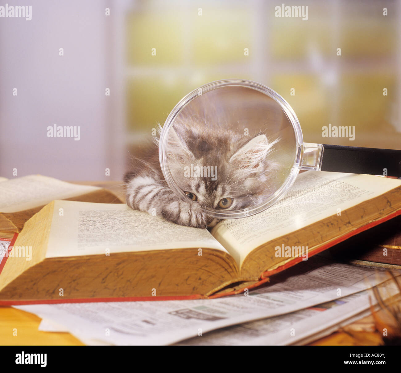 cat with book and magnifying glass Stock Photo
