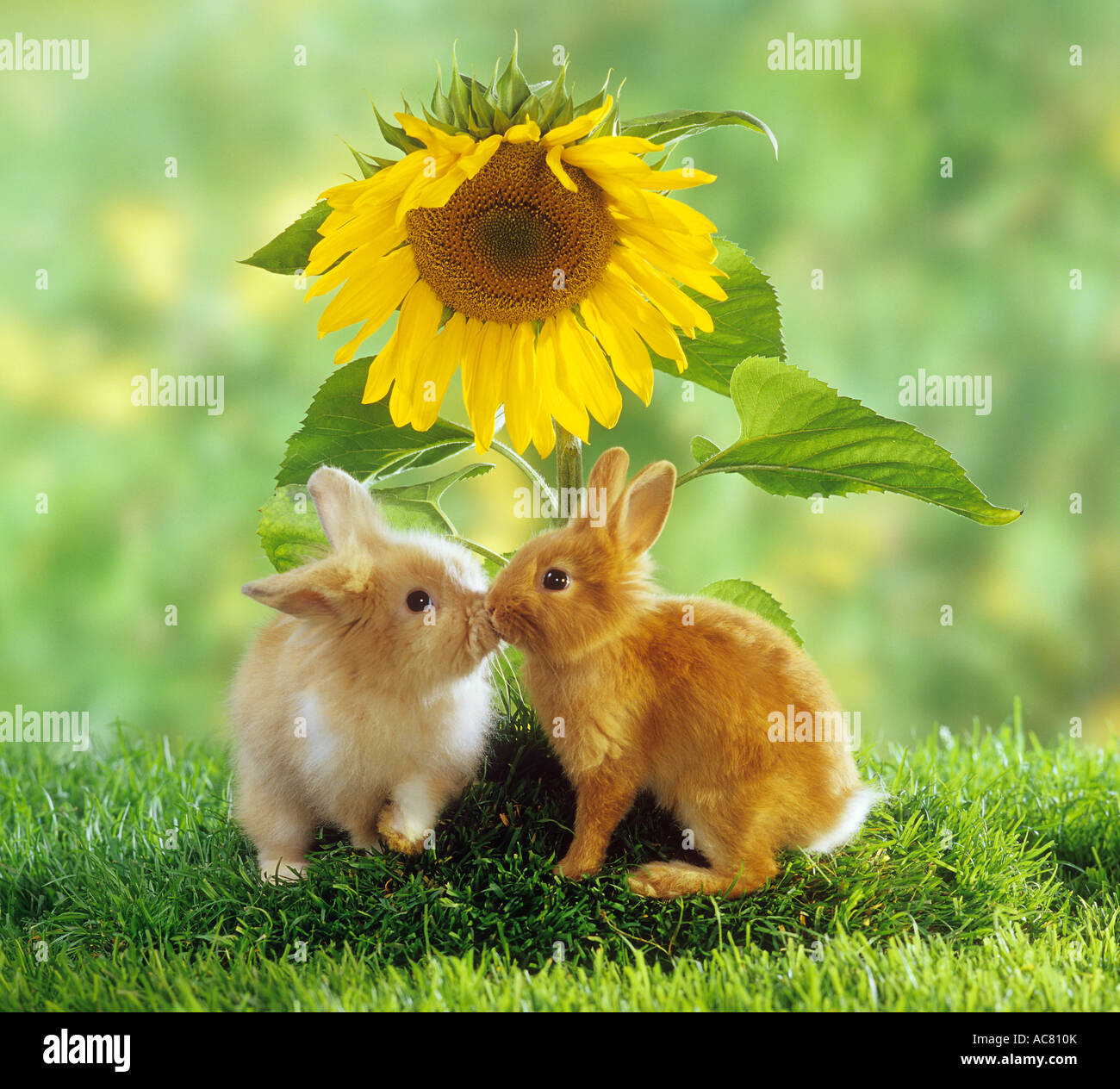 two dwarf rabbits in front of sunflower Stock Photo Alamy