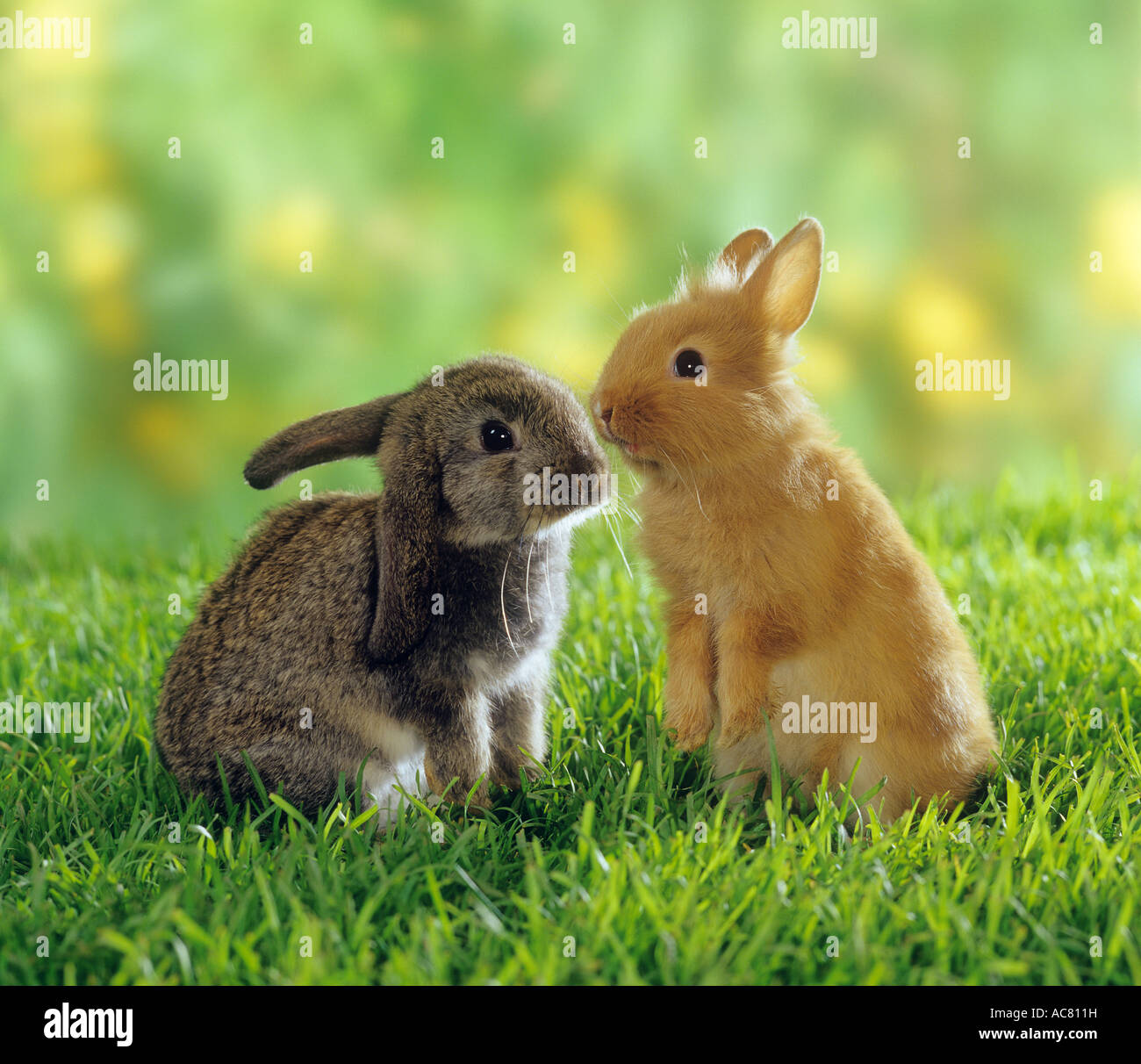 Dwarf rabbit and lop-eared dwarf rabbit on meadow Stock Photo