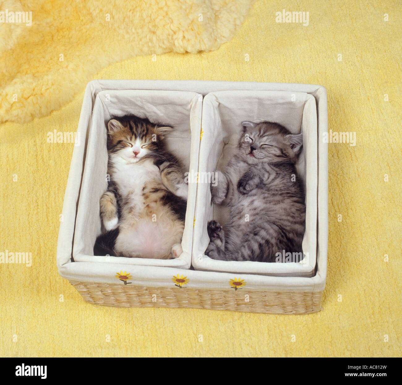 two kittens - sleeping in basket Stock Photo