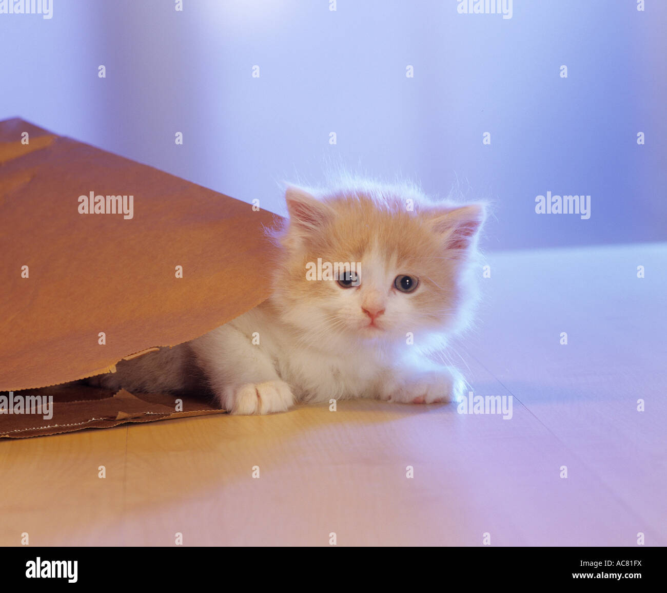kitten in bag Stock Photo