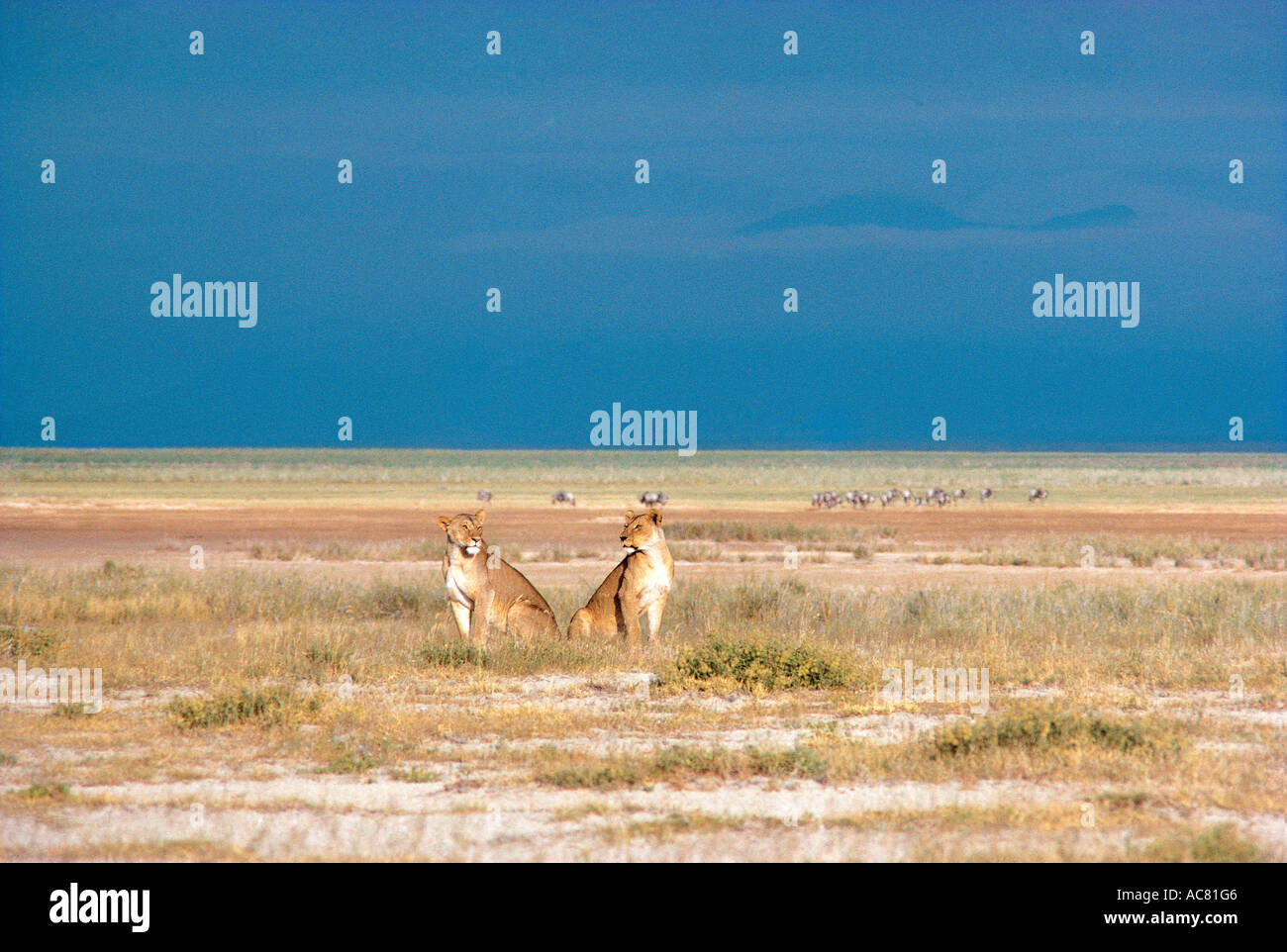 Two alert mature lionesses sit up to look around them and check out for prey Amboseli National Park Kenya East Africa Stock Photo