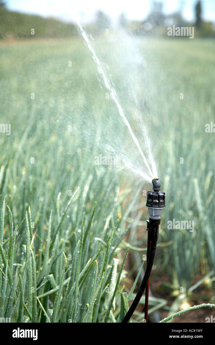 irrigation system at work watering crop Stock Photo