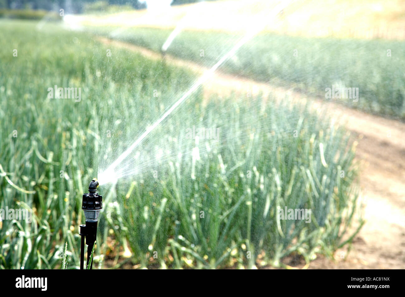 irrigation system at work watering crop Stock Photo