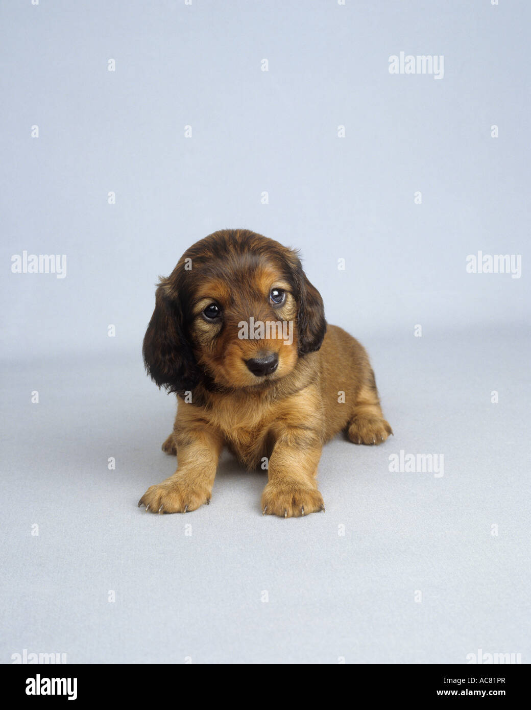 Long Haired Dachshund Puppy Cut Out Stock Photo 13071454 Alamy