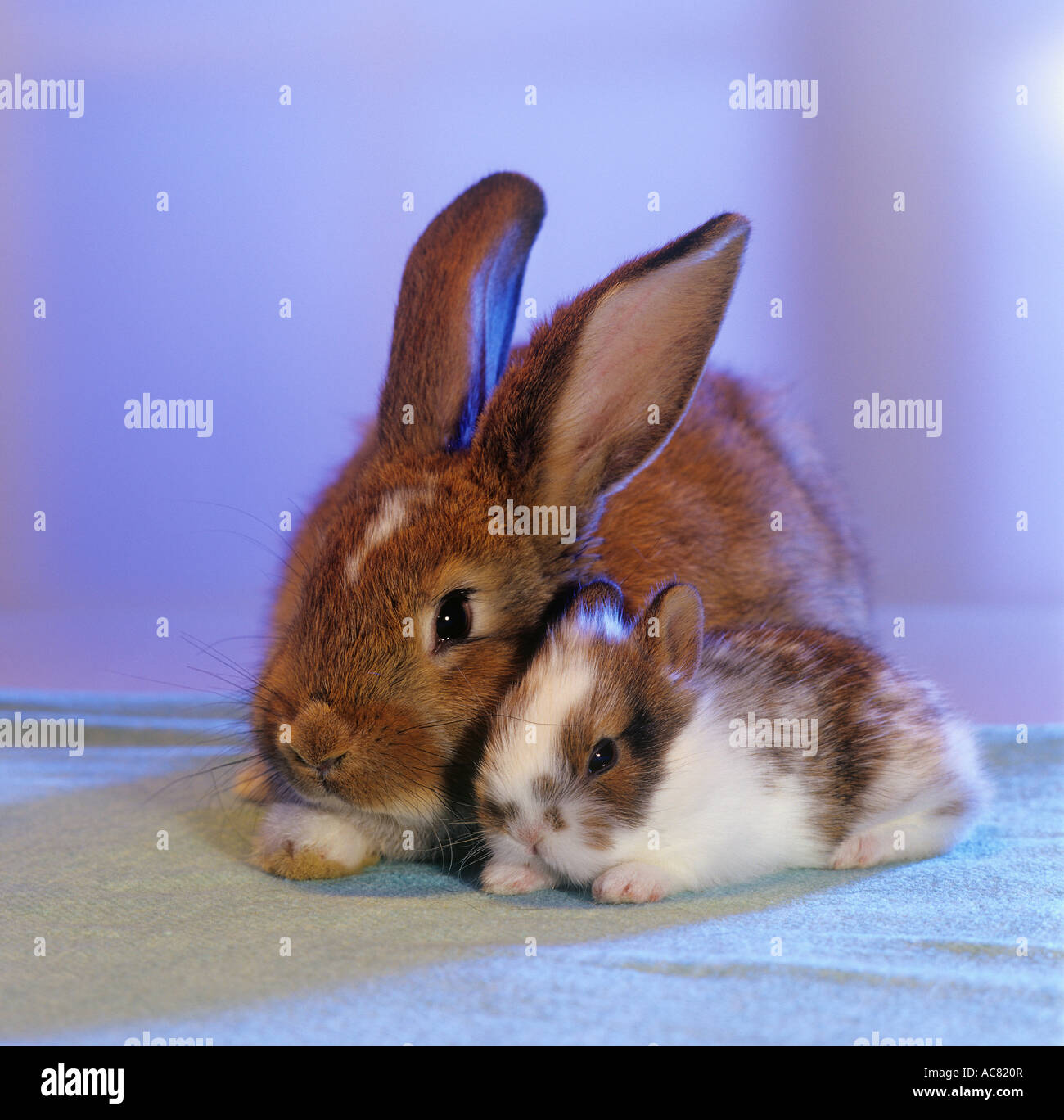 rabbit with cub Stock Photo