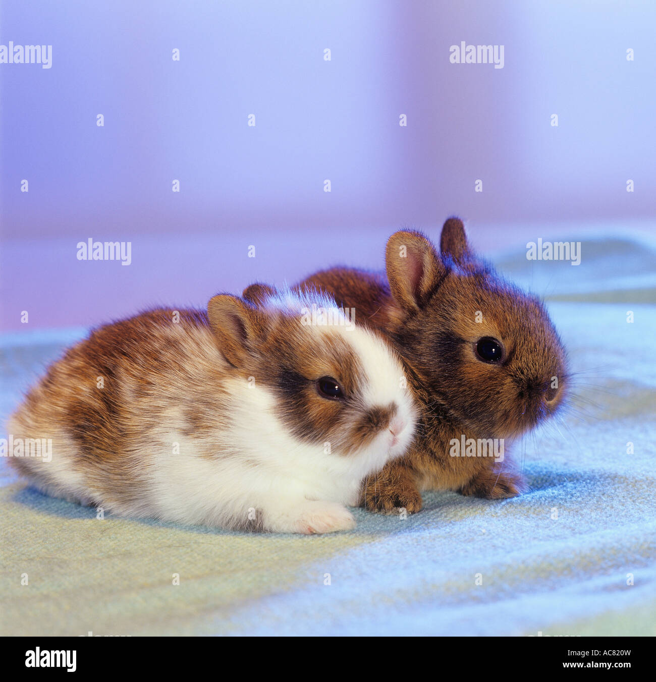 Two Rabbit Alamy two young rabbits Stock Photo - Alamy