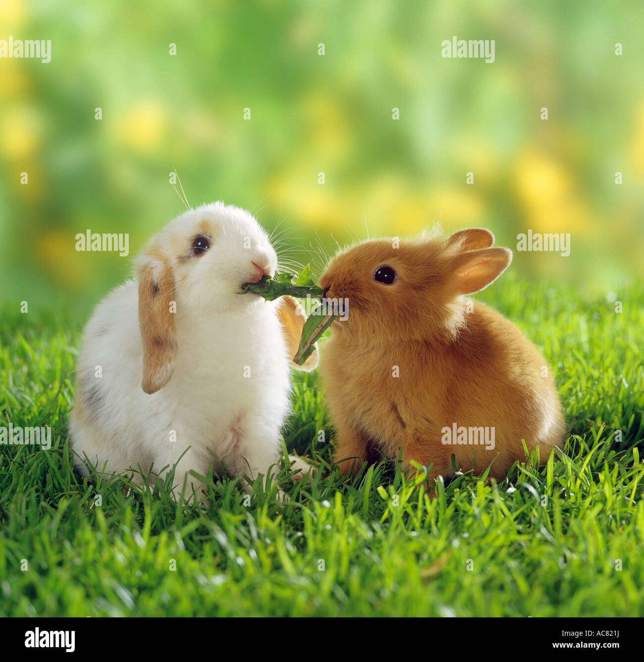 lopeared dwarf rabbit and dwarf rabbit eating a dandelion leaf Stock