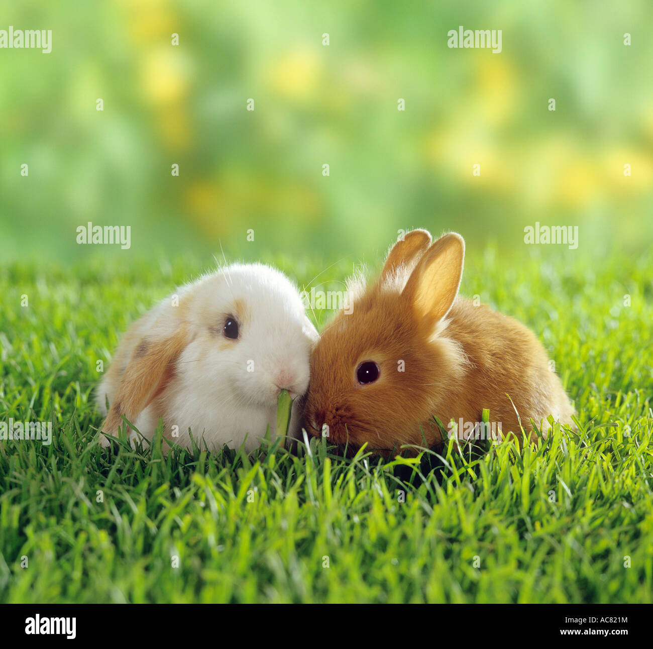 Dwarf Long Eared Rabbit