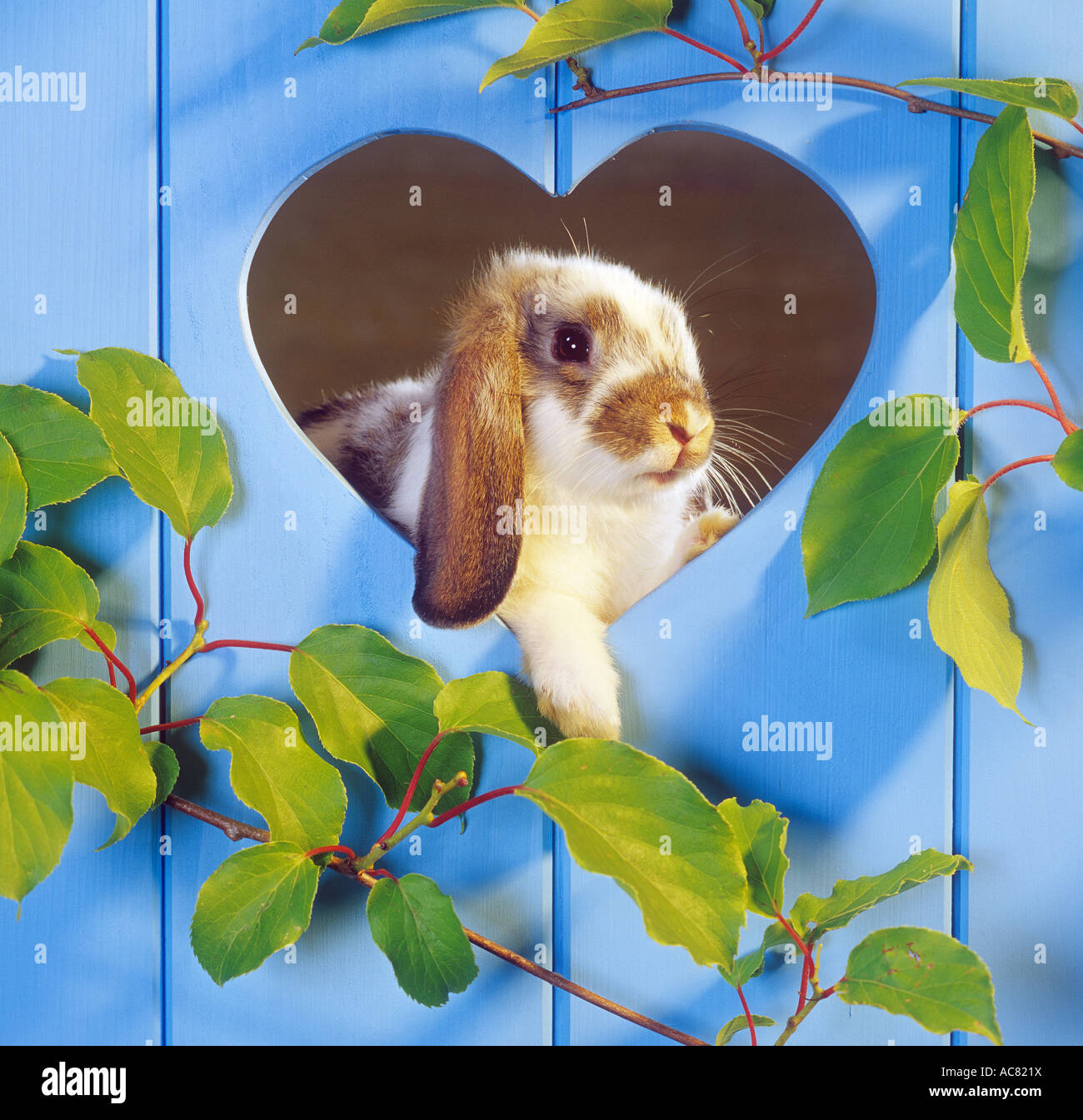 lop-eared dwarf rabbit looking throug door with heart Stock Photo
