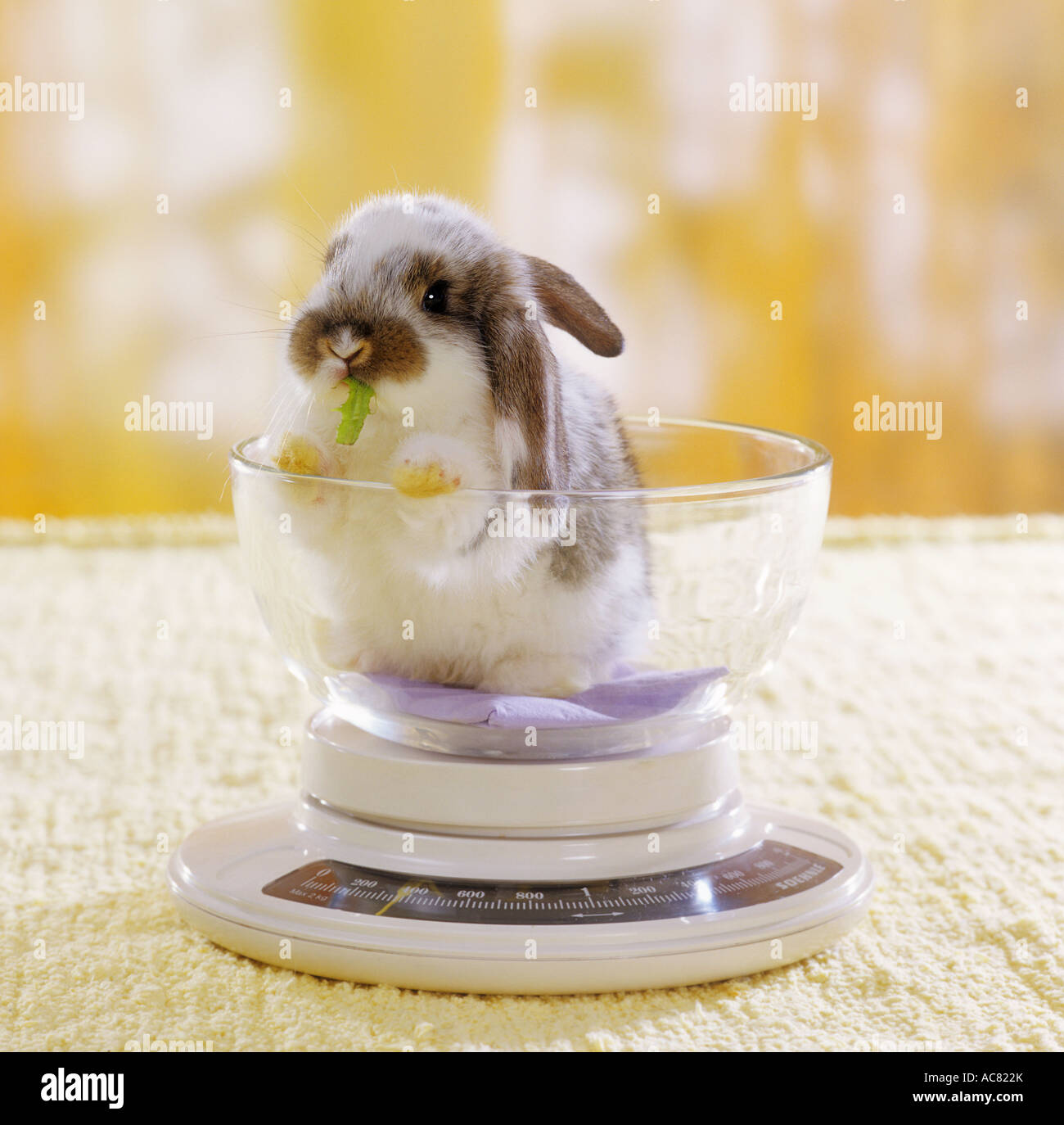 Cute Lop Rabbit Weighing Scale Stock Image - Image of matter
