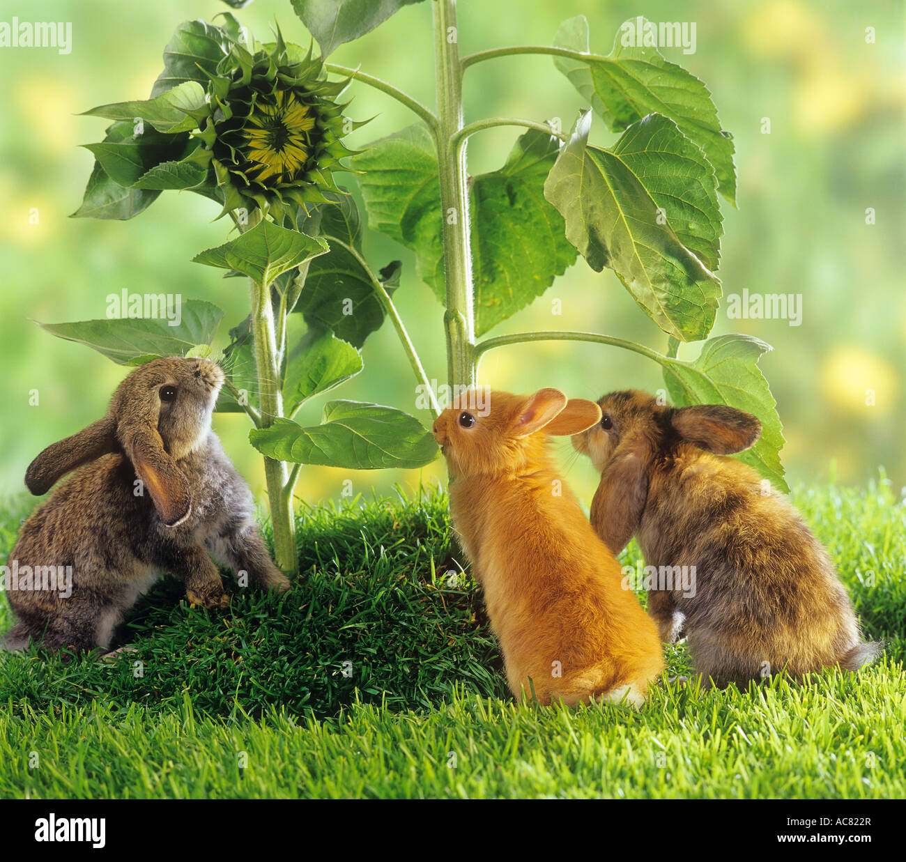 dwarf rabbit and two lopeared dwarf rabbits at sunflower Stock Photo