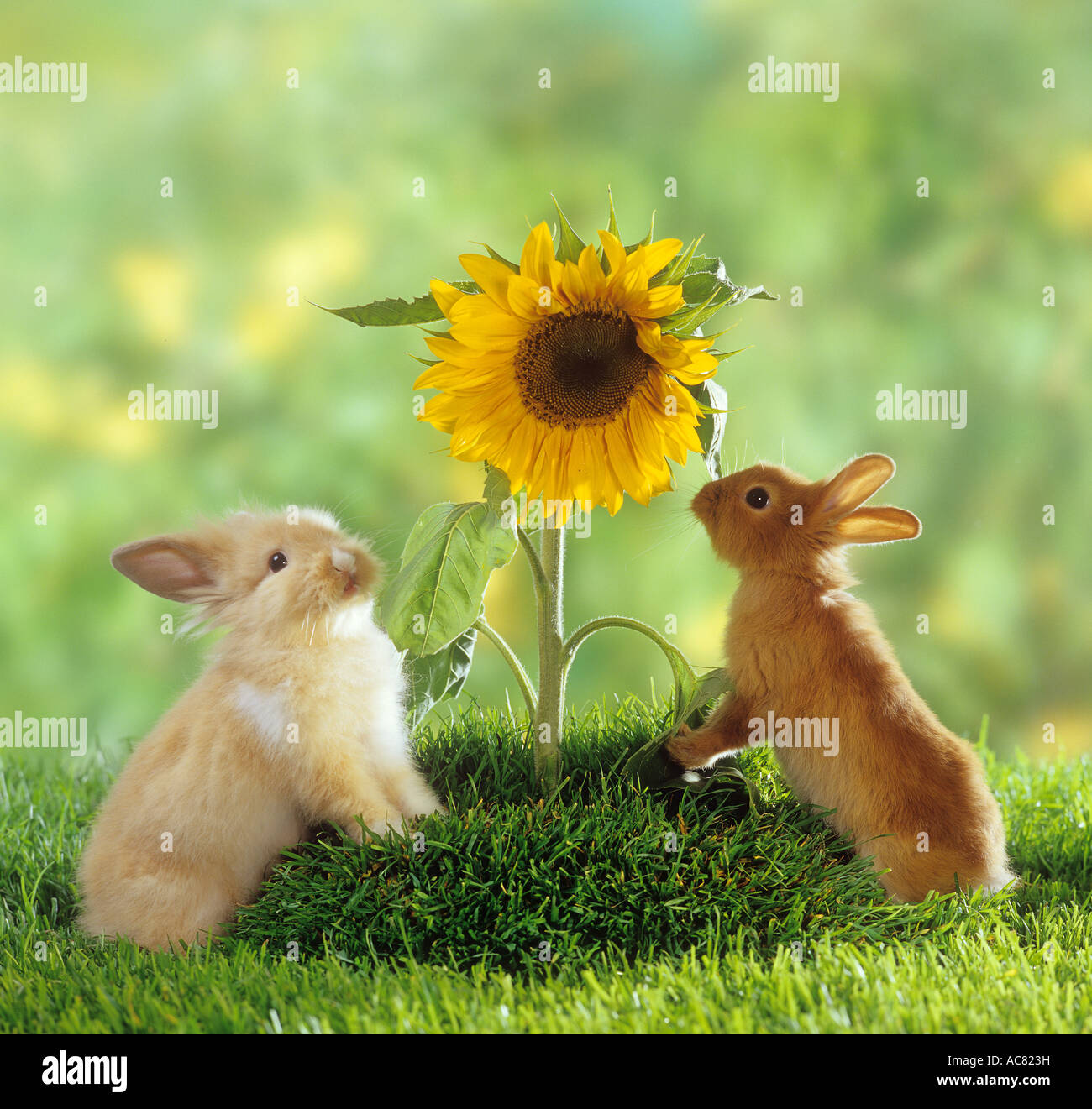 two dwarf rabbits next to sunflower Stock Photo Alamy