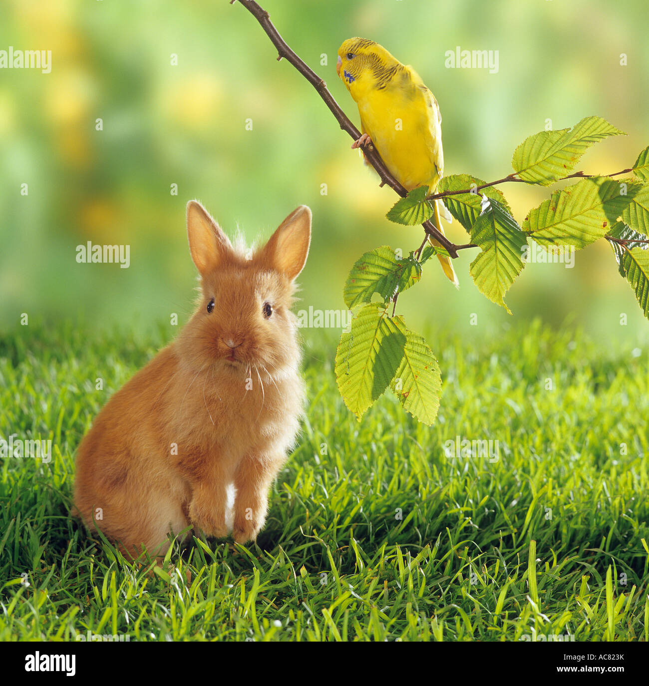 animal friendship : dwarf rabbit and budgerigar Stock Photo - Alamy